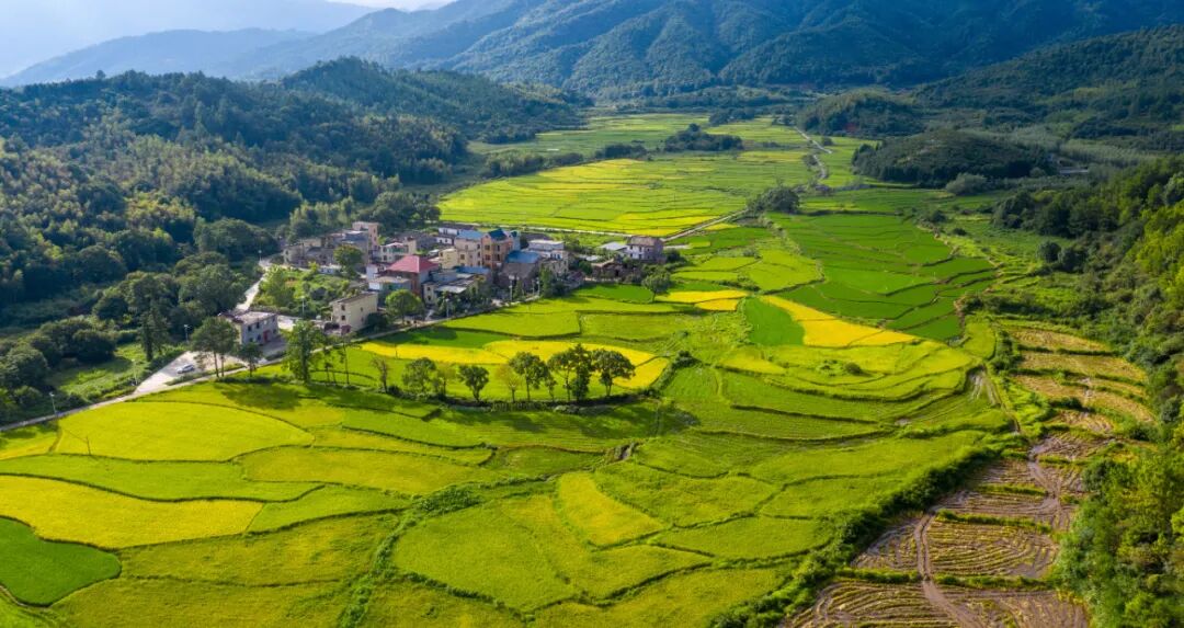 航拍永新:大地染金 田园美如画