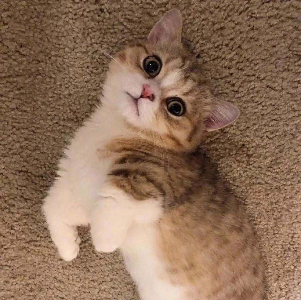 短腿喵在线卖萌，快来吸！~