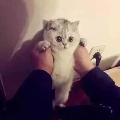 被壁咚的小奶猫：铲屎的，你确定要这样做？