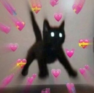 嘿！你的黑猫小可爱“飞”过来啦…