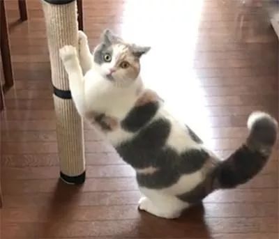 训练猫咪磨爪有妙招 家具不再遭殃 爱猫生活 微信公众号文章阅读 Wemp