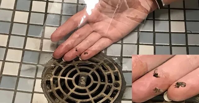 这种小飞虫叫蛾蠓,又称蛾蚋.