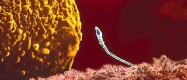 从精子到你，你知道自己经历了什么吗？BBC为这个过程做了一部科幻大片