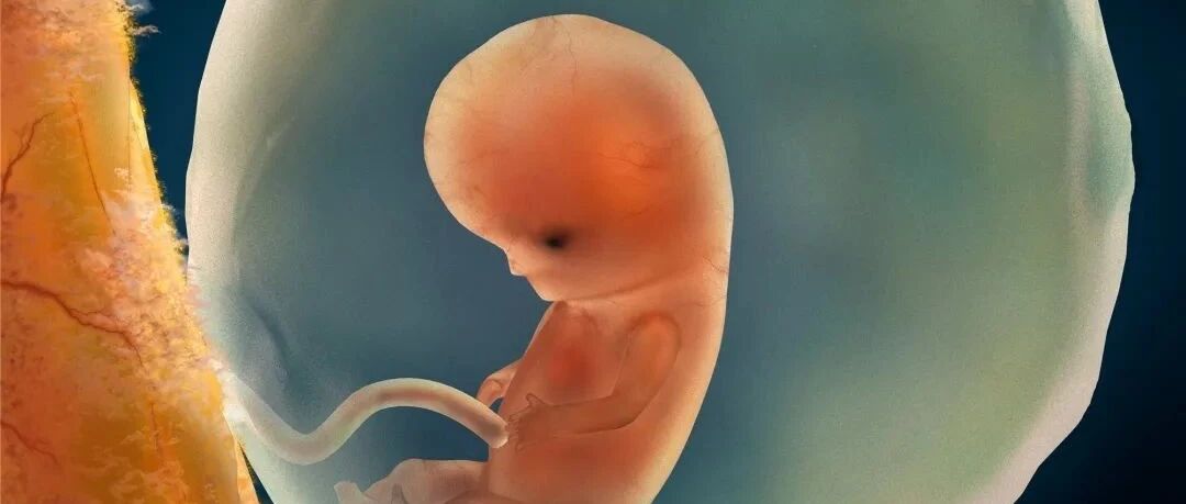 生男生女可以人为决定吗？胎儿性别是怎么发育形成的？