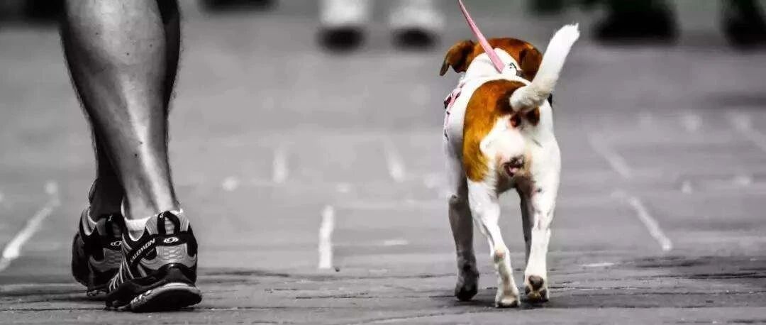 怀孕7周遭狗咬，她被迫流产！一图读懂：孕妇能否打狂犬疫苗？