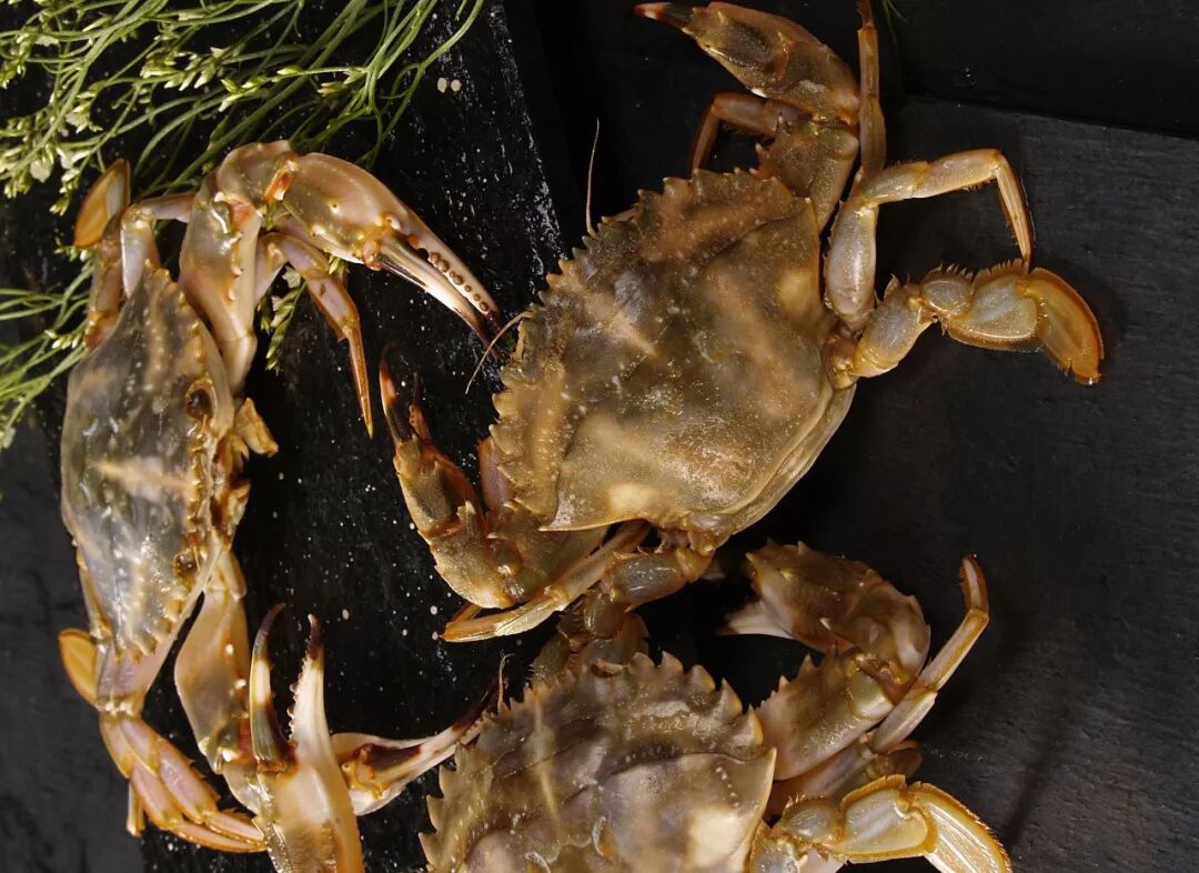 饮食字传 食材篇 虾 蟹 山东友谊出版社 微信公众号文章阅读 Wemp