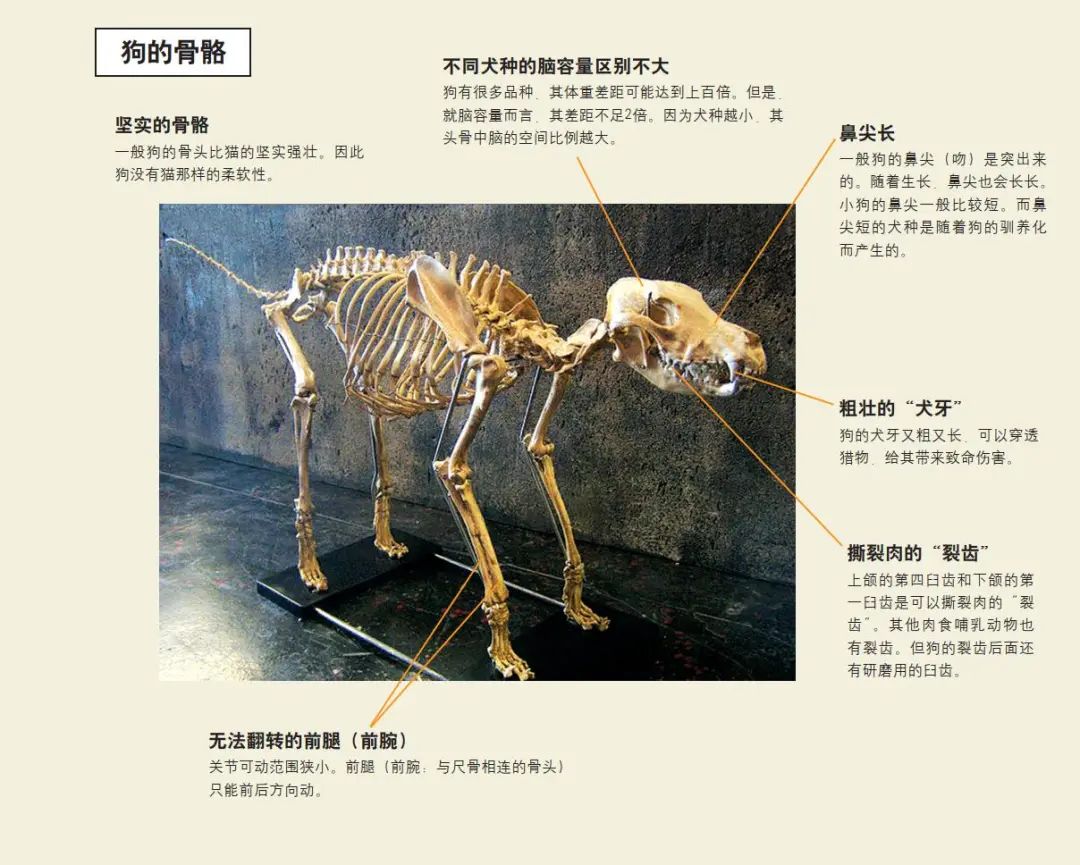 从骨骼看猫与狗的不同 科学世界 微信公众号文章阅读 Wemp