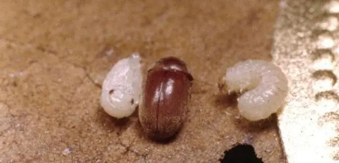 雪茄虫,学名烟草甲 (lasioderma lerricorne),生长周期约12周,分为四