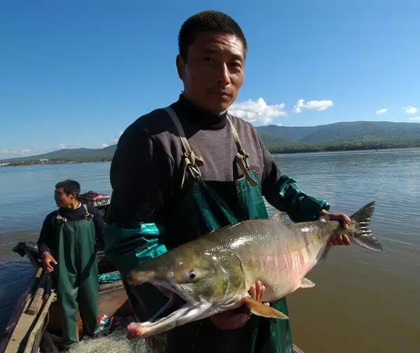 【好消息】大馬哈魚種群保護研究獲突破黑龍江,迎接大馬哈魚回家