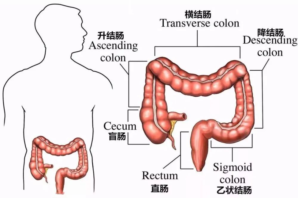 结肠是大肠中从盲肠到直肠的一段,分为升结肠,横结肠,降结肠和乙状