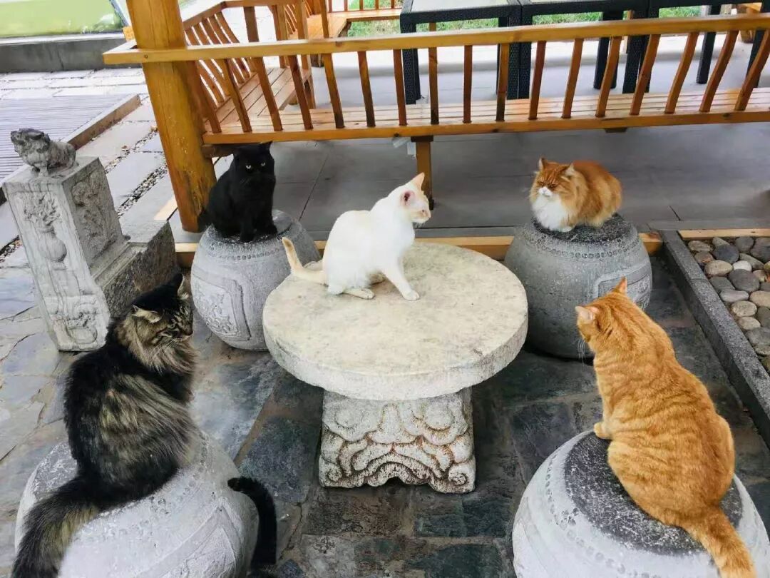 啥 金玉满堂馅的月饼 观复博物馆 微信公众号文章阅读 Wemp