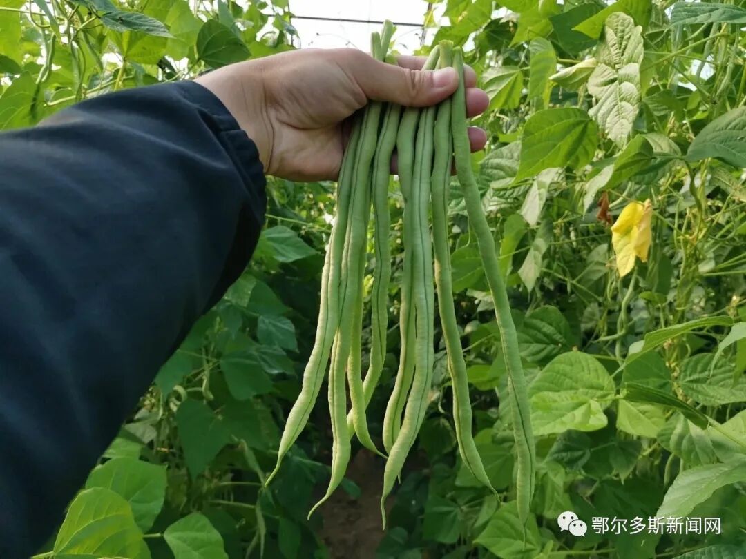 认真装袋打包豆角种植大棚共10栋,是达拉特旗张义城窑村发展村
