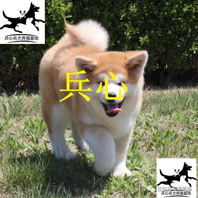 Tlc官网 面对孩子3个叛逆期 高智商父母教养孩子 从不说一个 不 字