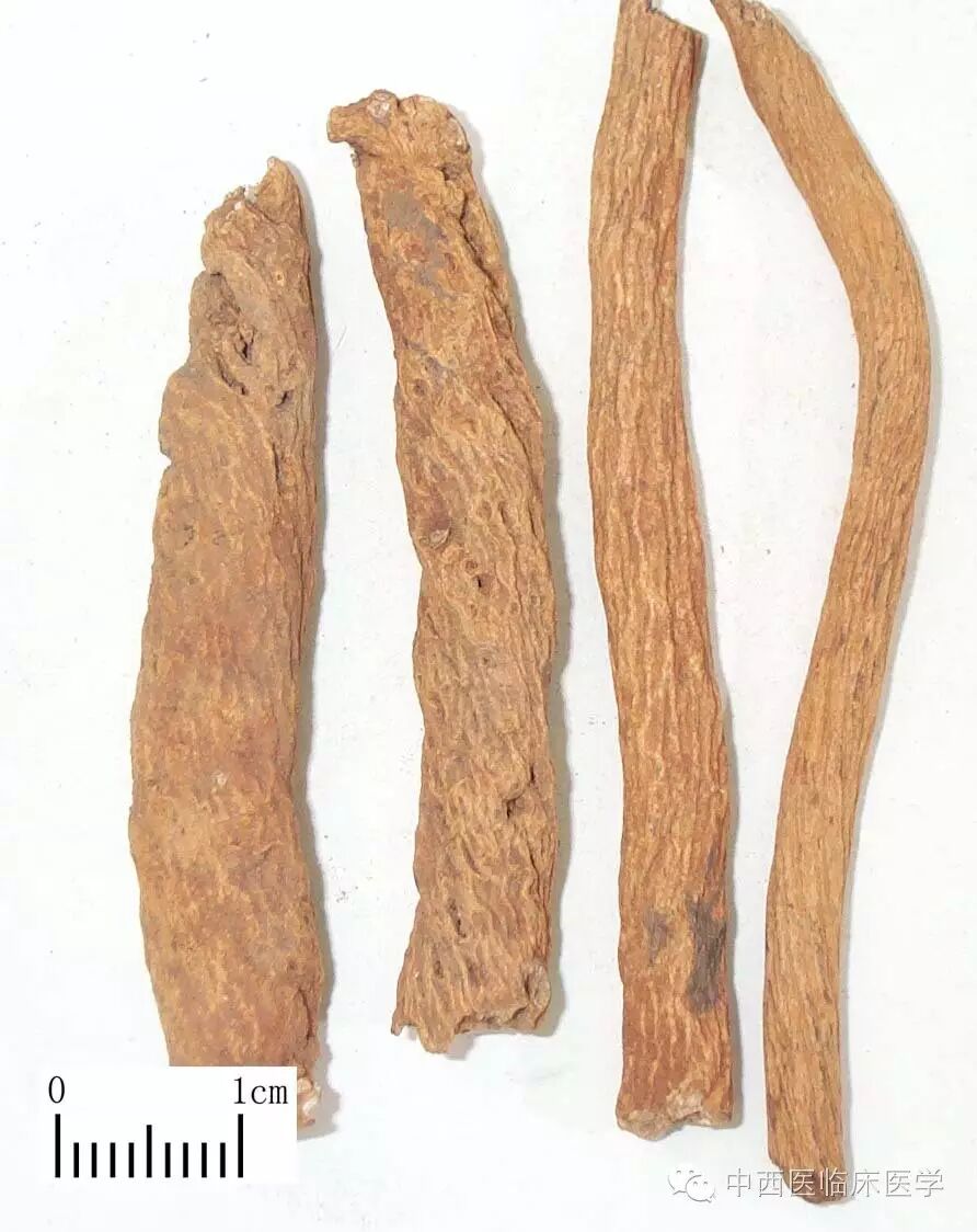 中药学┃清虚热药银柴胡