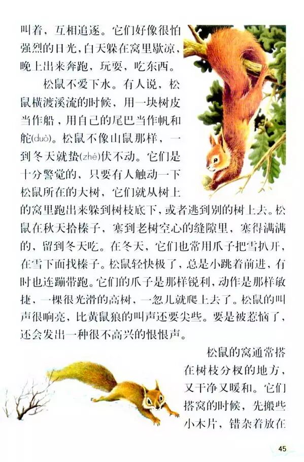 《松鼠》|人教版五年级·10|阅读中国|最美声音读课文