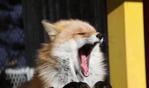 不是东京大阪！这个浪漫雪国，一到冬天就美成童话