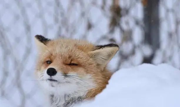 不是东京大阪！这个浪漫雪国，一到冬天就美成童话