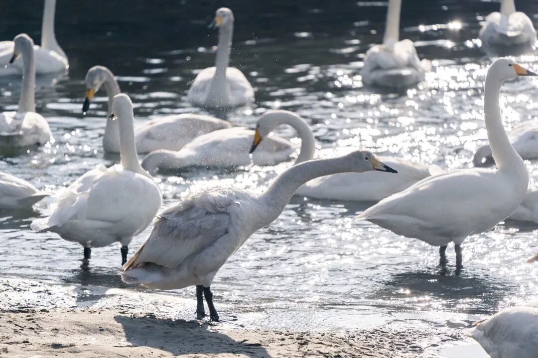 不是东京大阪！这个浪漫雪国，一到冬天就美成童话