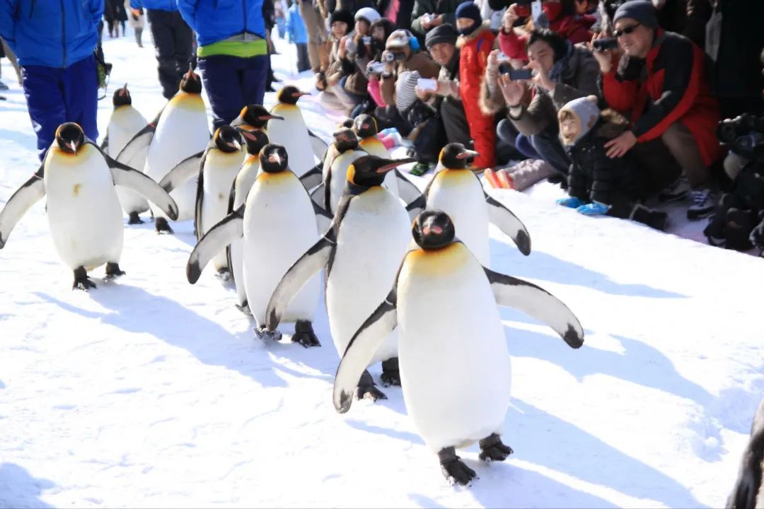 不是东京大阪！这个浪漫雪国，一到冬天就美成童话