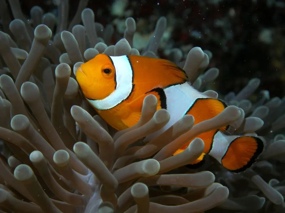 免签!+直飞!海水不输马代，这个1年仅开放6个月的低调海岛，即将爆火！