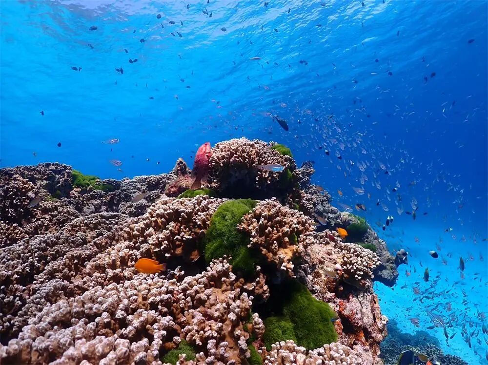 免签!+直飞!海水不输马代，这个1年仅开放6个月的低调海岛，即将爆火！