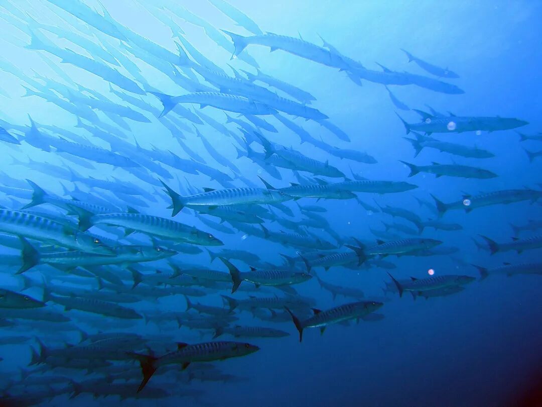 免签!+直飞!海水不输马代，这个1年仅开放6个月的低调海岛，即将爆火！