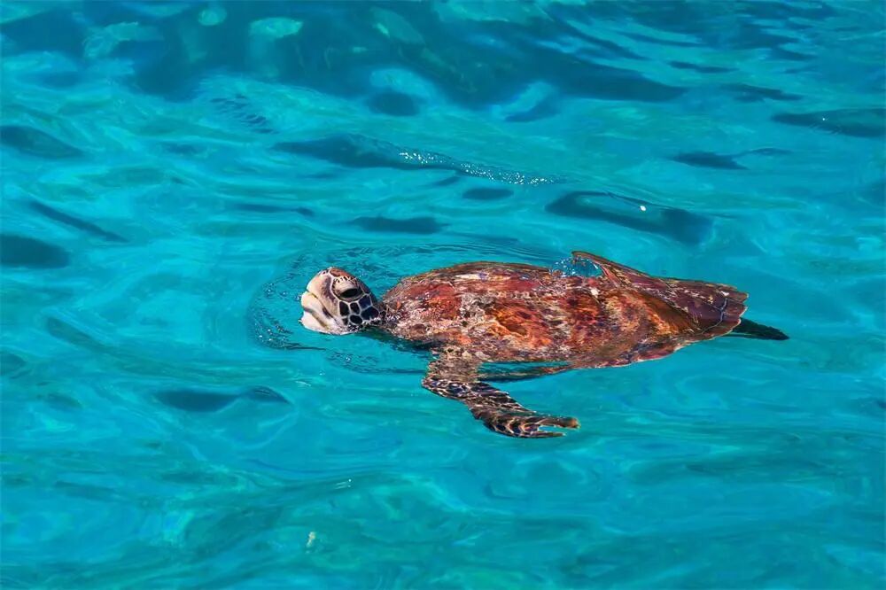 免签!+直飞!海水不输马代，这个1年仅开放6个月的低调海岛，即将爆火！