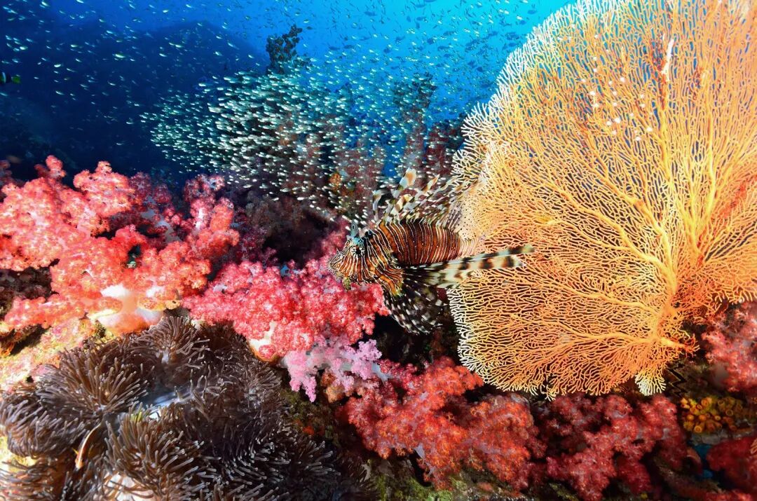 免签!+直飞!海水不输马代，这个1年仅开放6个月的低调海岛，即将爆火！