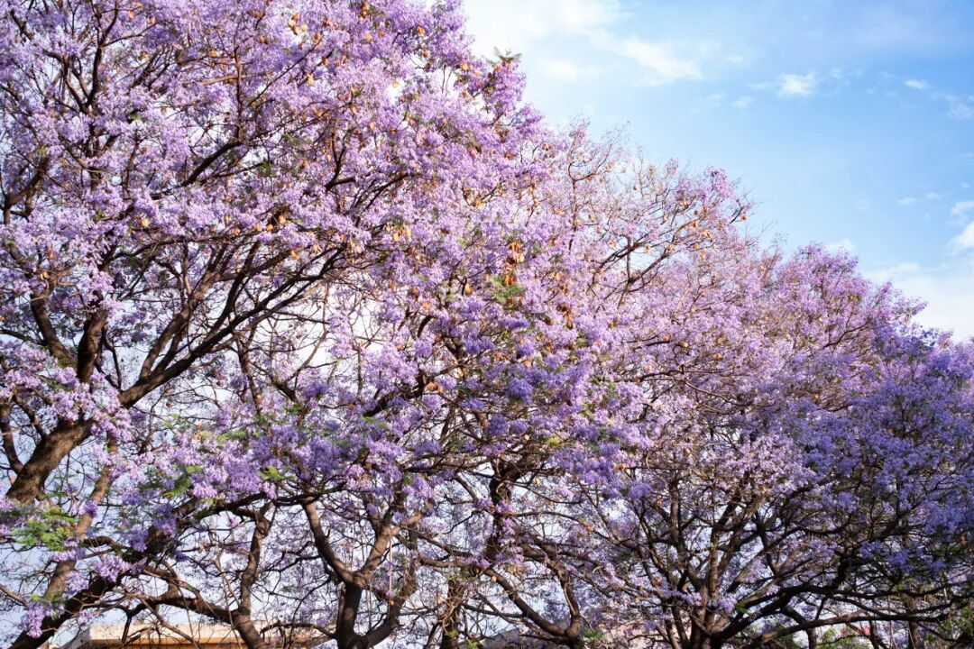 4月春假旅行榜｜挖到被低估的小城，春色比扬州更撩，钻进紫蓝色花海被治愈！