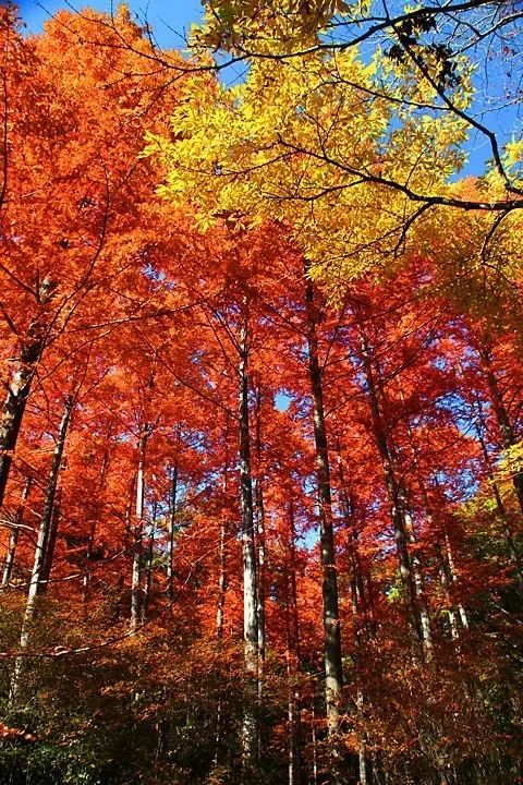 19日本红叶超全预测指南 一年就一次哦 爱程旅行 微信公众号文章阅读 Wemp