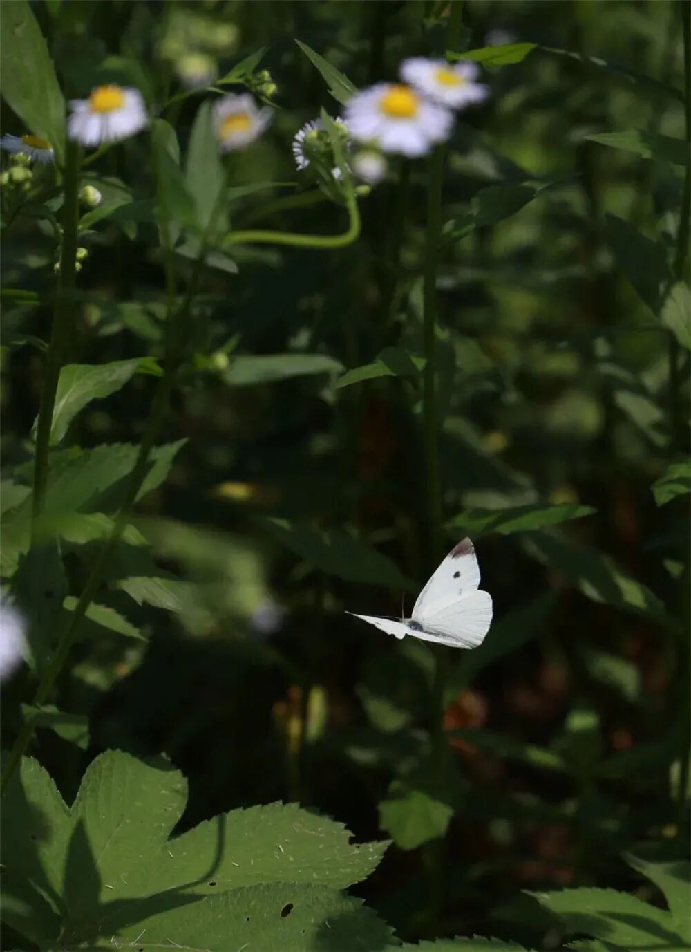中国早茶第二城？不如广州出名，亦无苏州风情，这个低调水乡凭味道征服全国！
