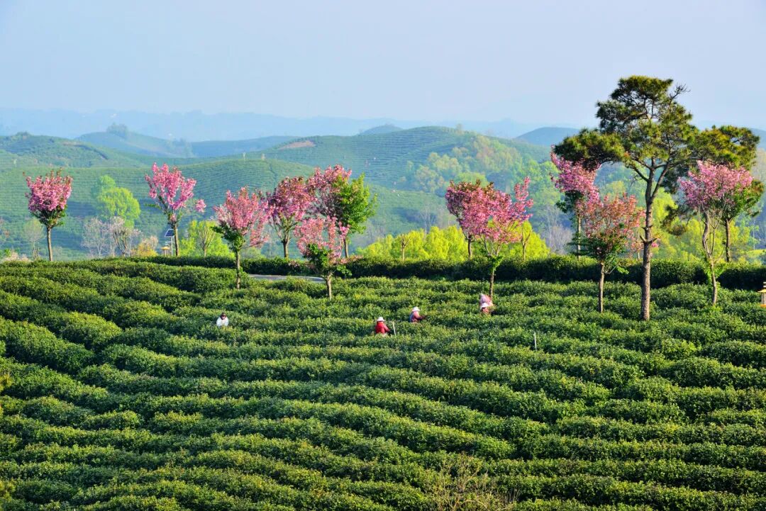 中原被忽略的宝藏小城，连续8年上榜“中国宜居城市”，太适合反向旅行！