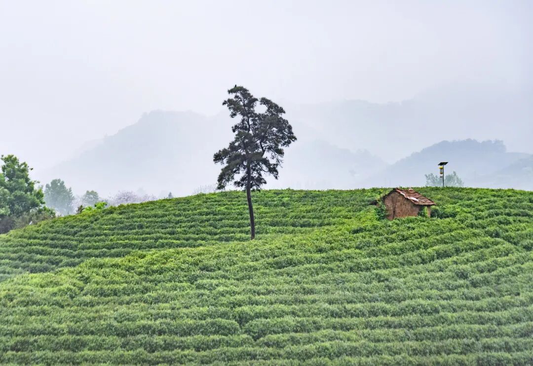 中原被忽略的宝藏小城，连续8年上榜“中国宜居城市”，太适合反向旅行！