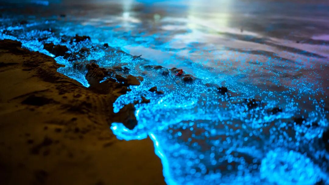 4月春假旅行榜｜挖到被低估的小城，春色比扬州更撩，钻进紫蓝色花海被治愈！