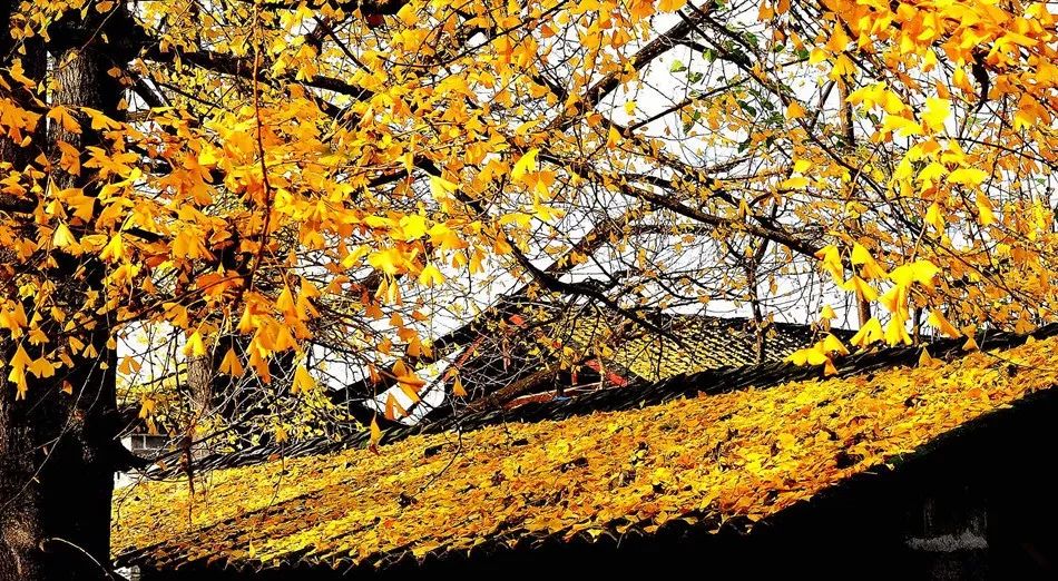 雲南最驚艷的秋色在這，比香格里拉更靜謐夢幻 旅行 第10張