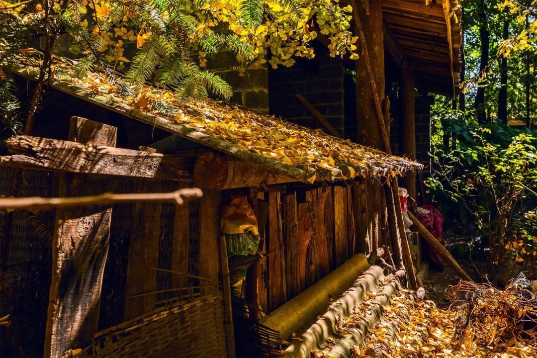 雲南最驚艷的秋色在這，比香格里拉更靜謐夢幻 旅行 第4張
