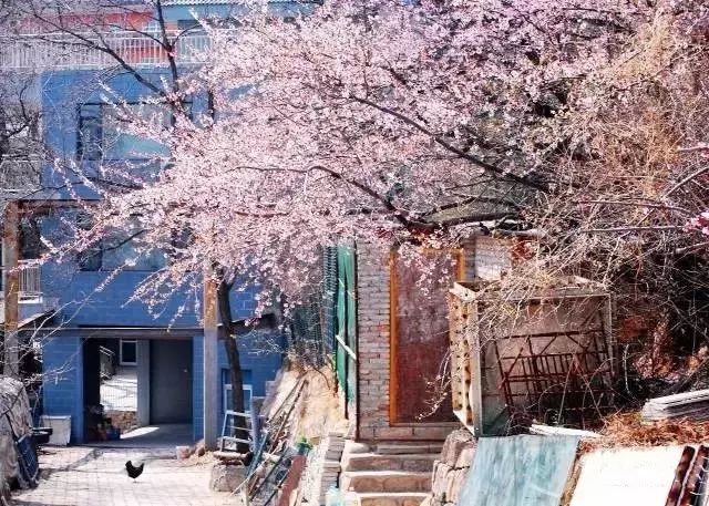 旅游月历-4月篇丨被春天临幸的感觉真好，一场明媚花事便能治愈~