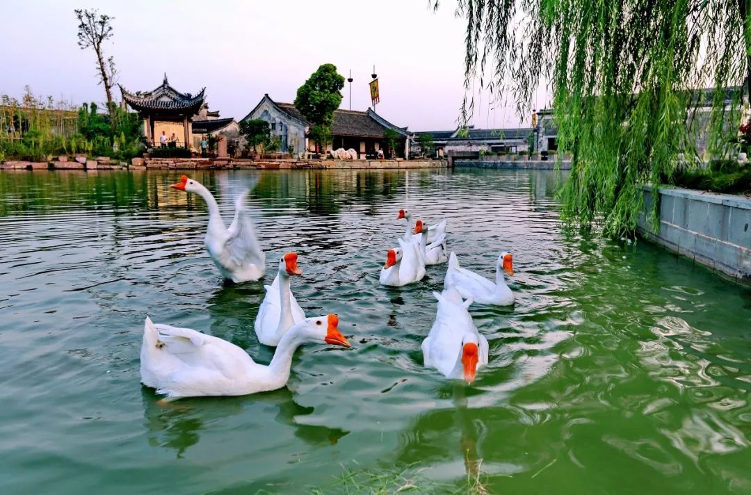 獨家！高鐵1h直達江南度假村，300畝私享藏親子樂園&景觀湖，睡獨棟院落食海鮮，享舒適家庭遊 旅遊 第13張