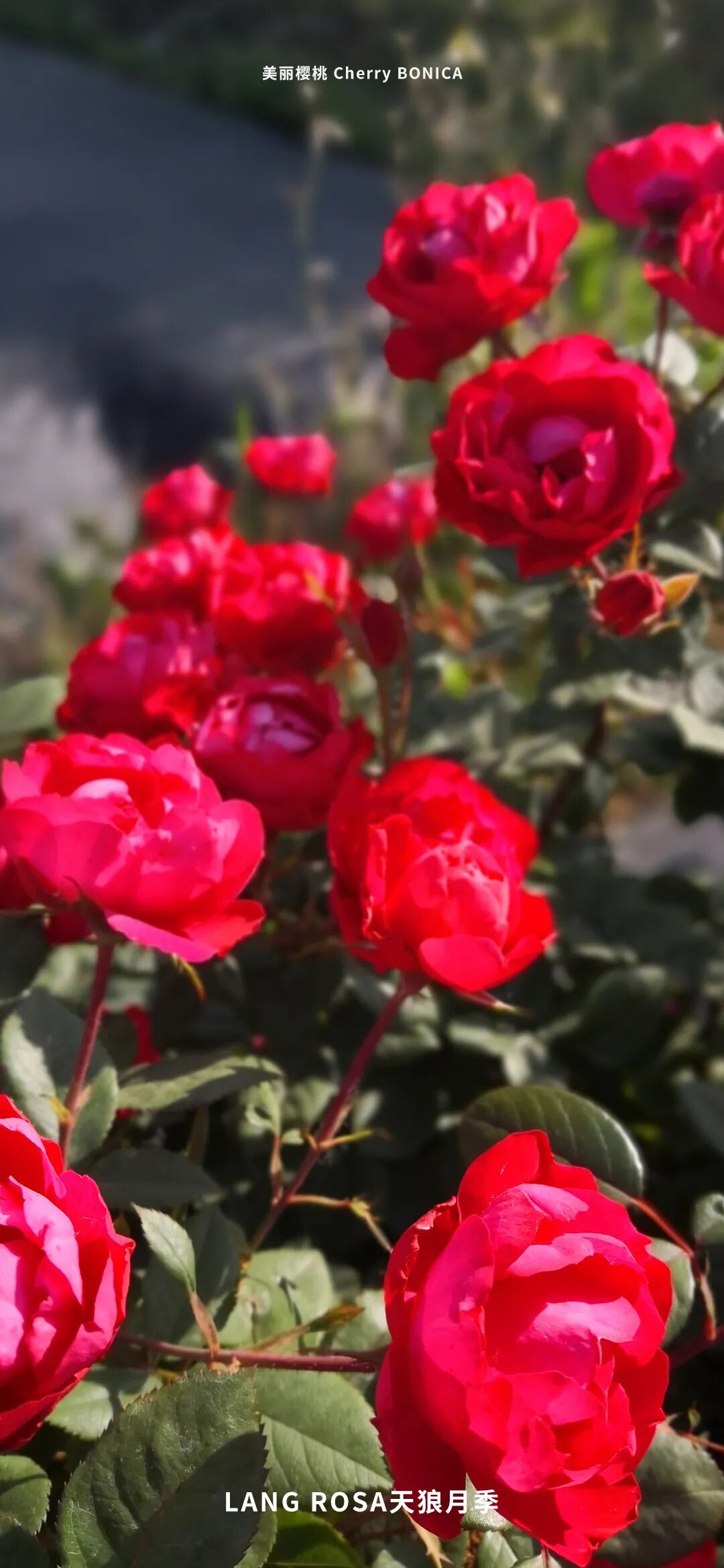 月季安吉拉和胭脂扣哪个好_月季安吉拉是一季花吗_安吉拉月季