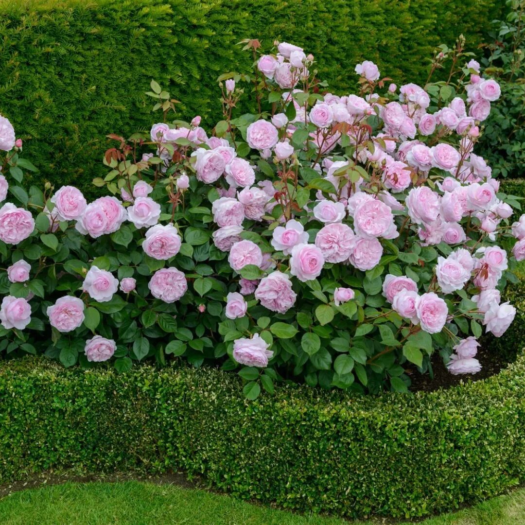 月季安吉拉和胭脂扣哪个好_安吉拉月季_月季安吉拉是一季花吗