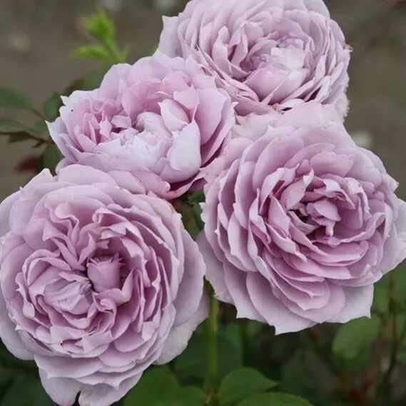 月季安吉拉和胭脂扣哪个好_安吉拉月季_月季安吉拉是一季花吗