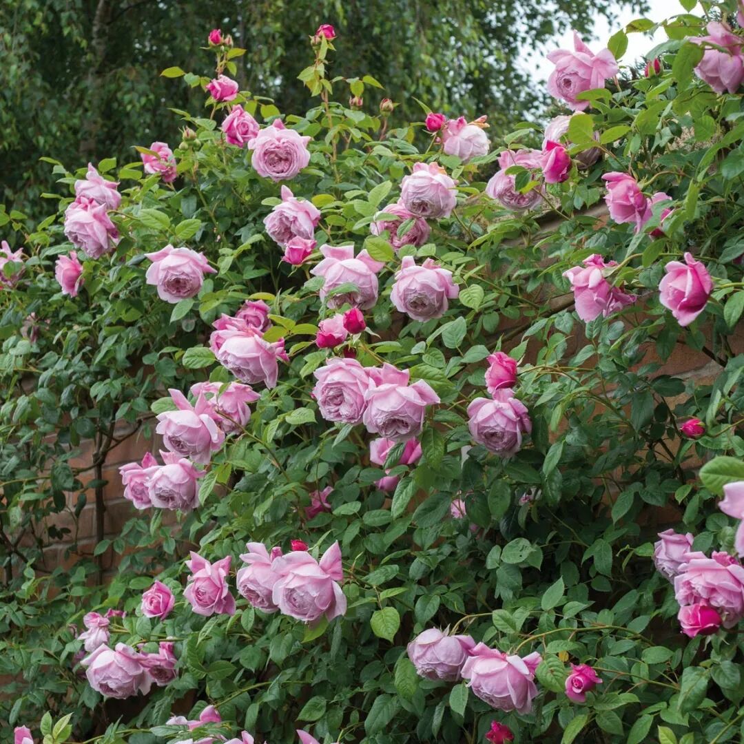 月季安吉拉是一季花吗_安吉拉月季_月季安吉拉和胭脂扣哪个好