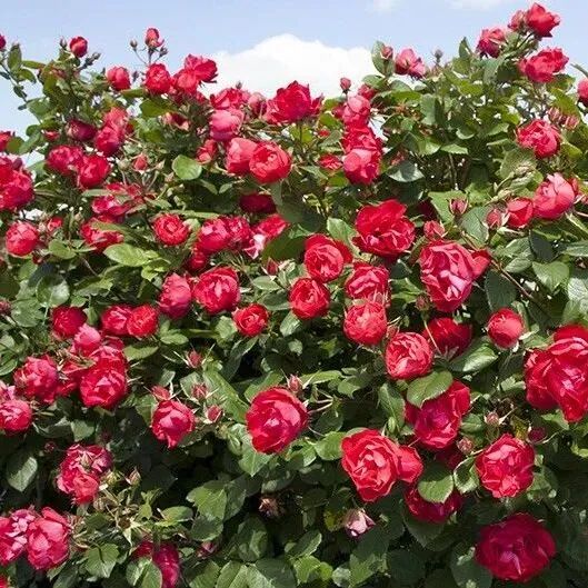 月季安吉拉和胭脂扣哪个好_安吉拉月季_月季安吉拉是一季花吗