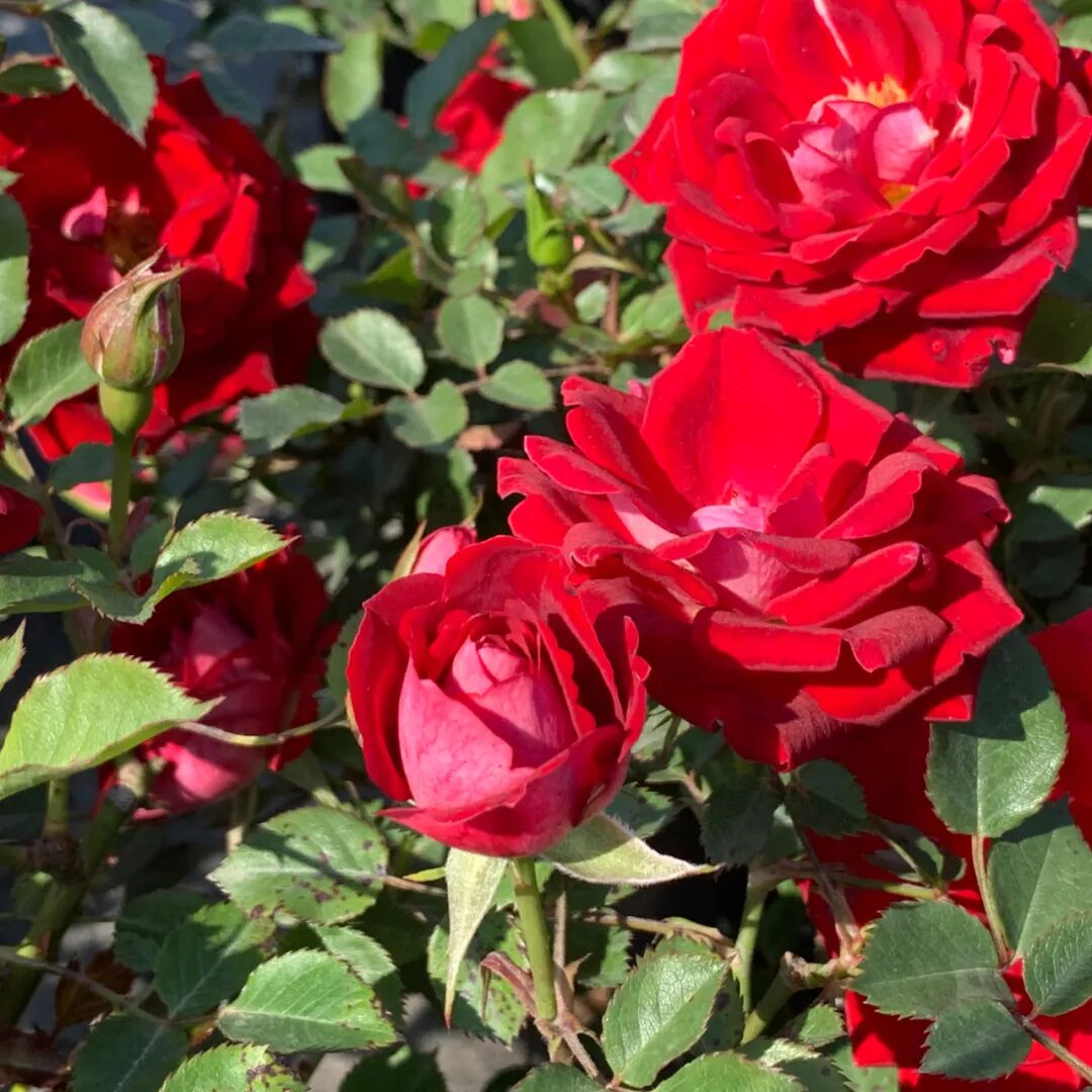 月季安吉拉是一季花吗_安吉拉月季_月季安吉拉和胭脂扣哪个好