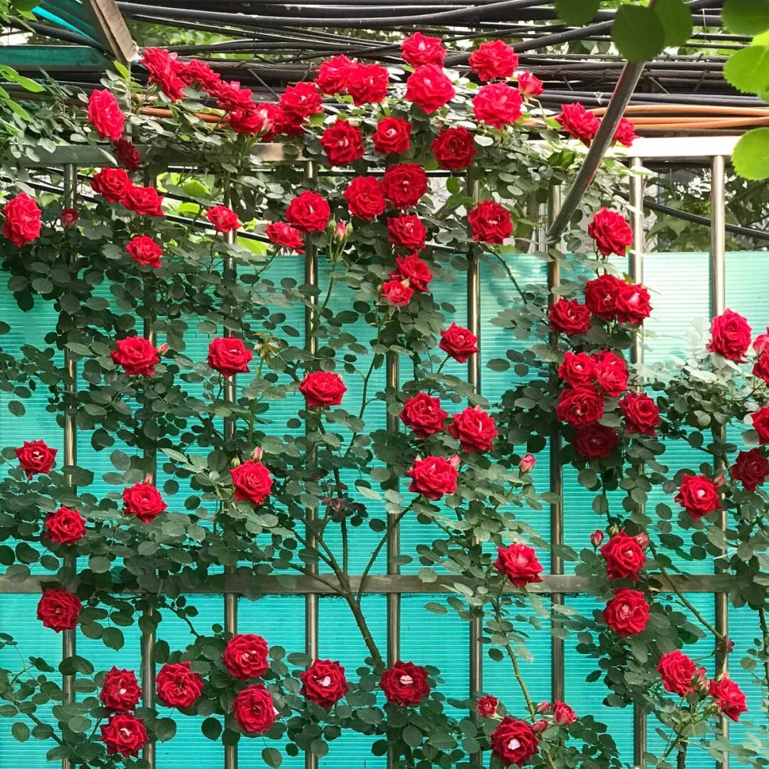 月季安吉拉是一季花吗_安吉拉月季_月季安吉拉和胭脂扣哪个好