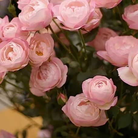 月季安吉拉是一季花吗_安吉拉月季_月季安吉拉和胭脂扣哪个好