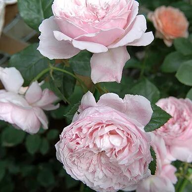 月季安吉拉和胭脂扣哪个好_安吉拉月季_月季安吉拉是一季花吗