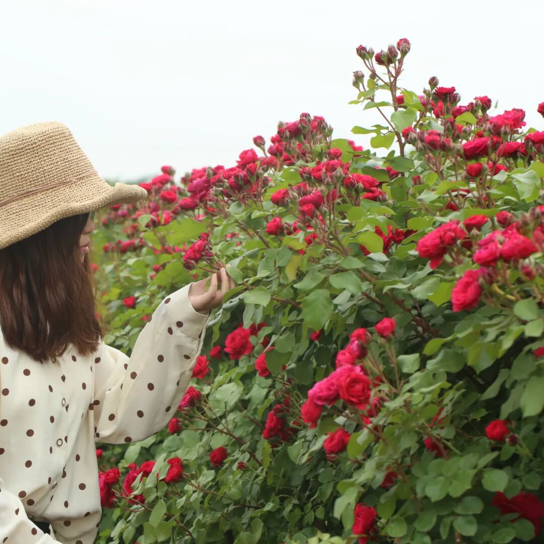 月季安吉拉是一季花吗_月季安吉拉和胭脂扣哪个好_安吉拉月季