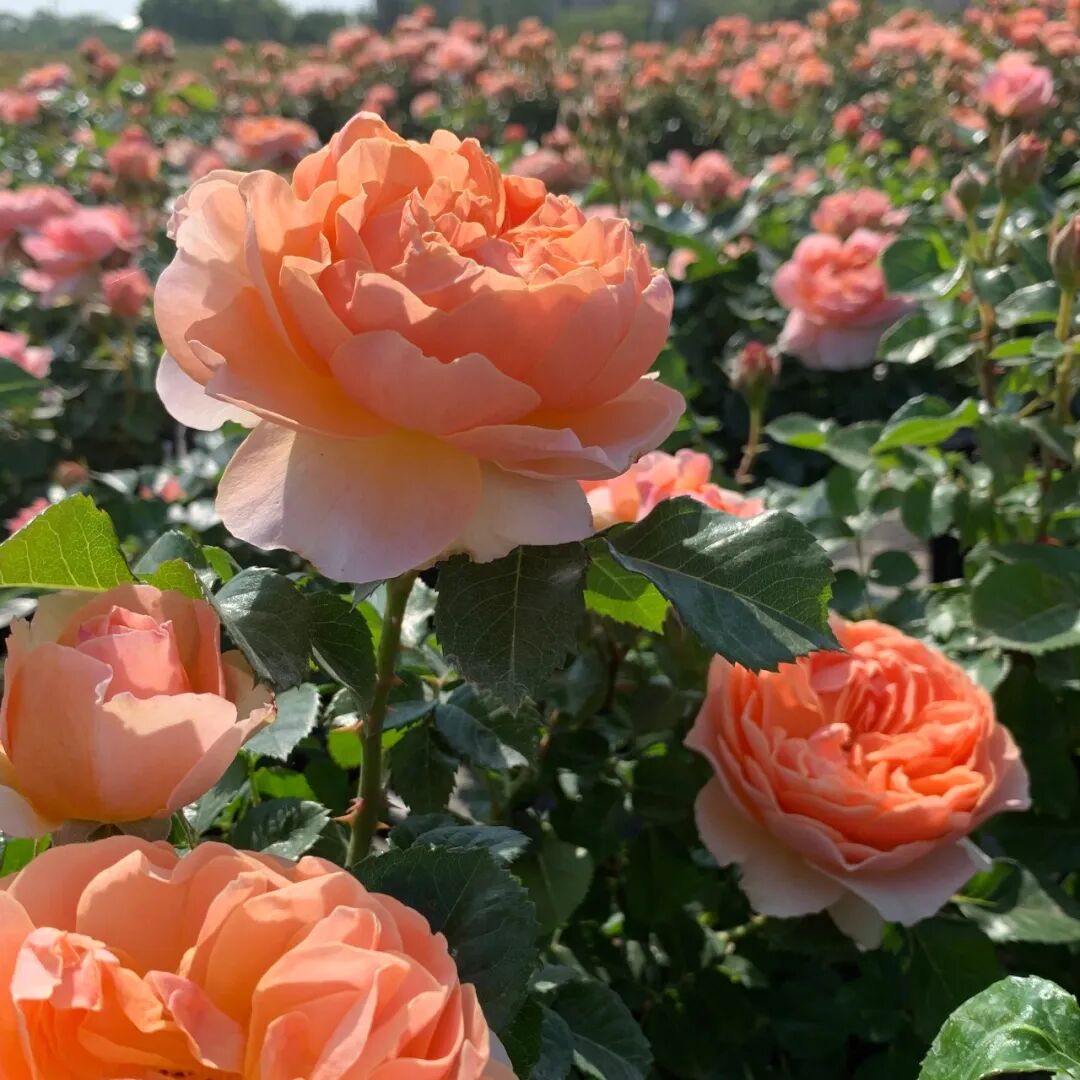 月季安吉拉是一季花吗_安吉拉月季_月季安吉拉和胭脂扣哪个好