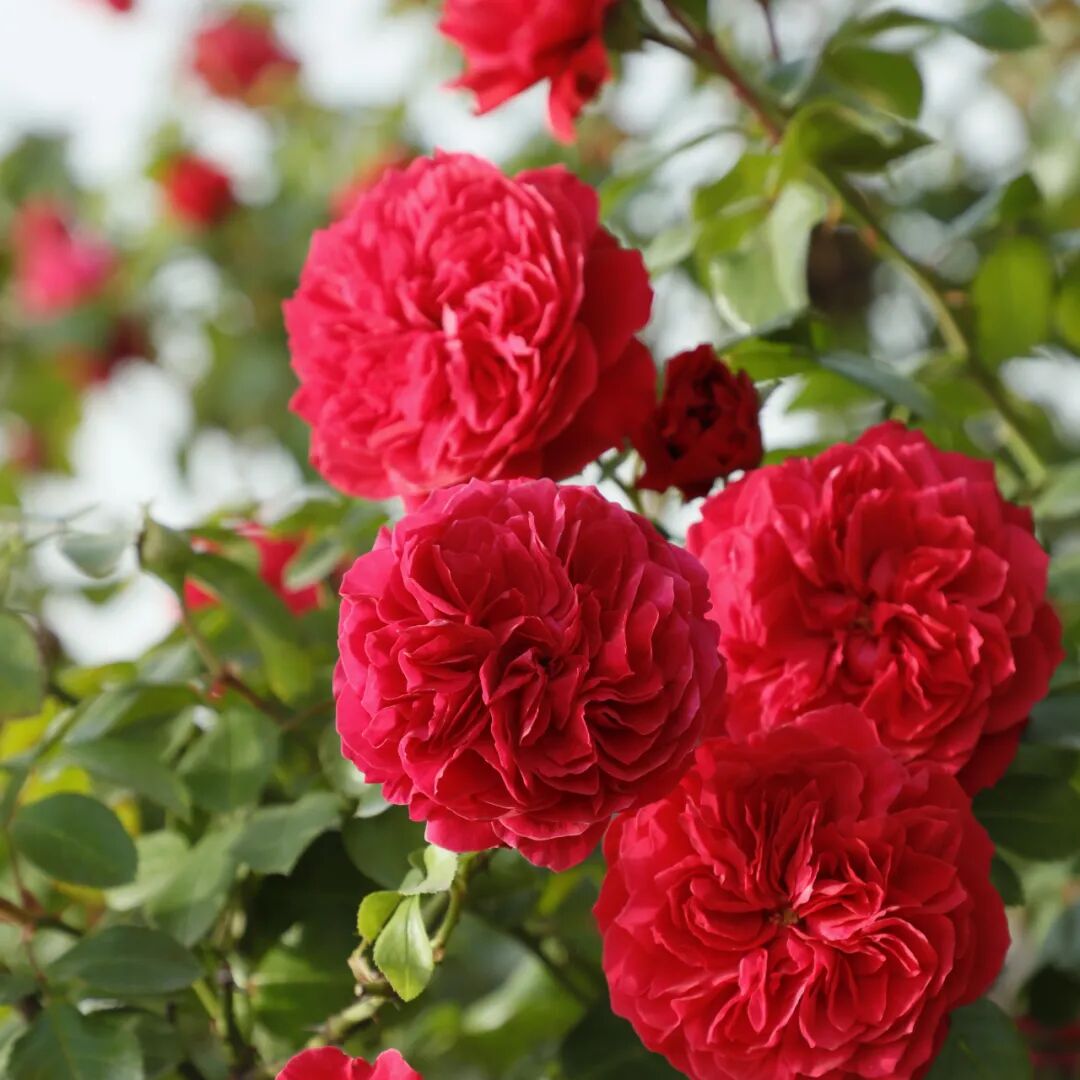 月季安吉拉是一季花吗_安吉拉月季_月季安吉拉和胭脂扣哪个好